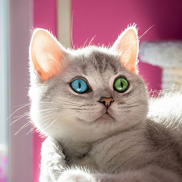 Heterochromia When Eyes Don’t Match St Johns MI Avery